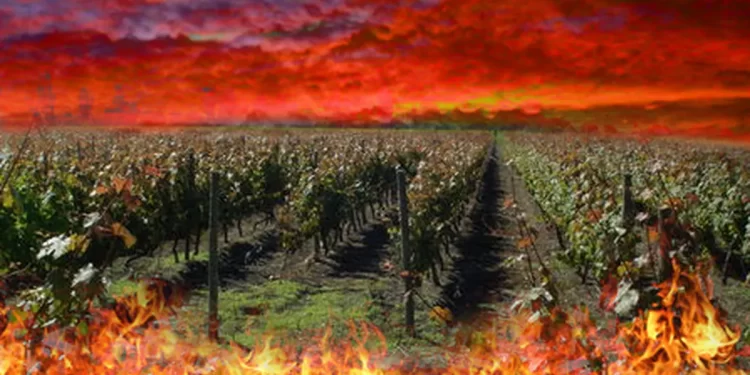 Vinos en tiempos de calor: cómo el calentamiento global está cambiando la vitivinicultura