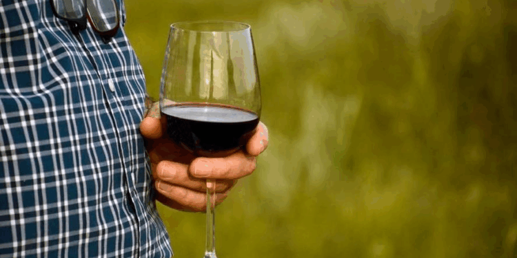 Día del Vino Argentino: por qué la producción de vinos bonaerenses estuvo prohibida por 60 años