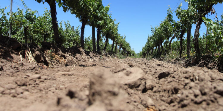 “Revolución sin Plástico: Las Bodegas que Rompen el Molde del Vino Sostenible”