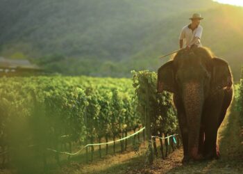 5 curiosidades de viñedos únicos alrededor del mundo