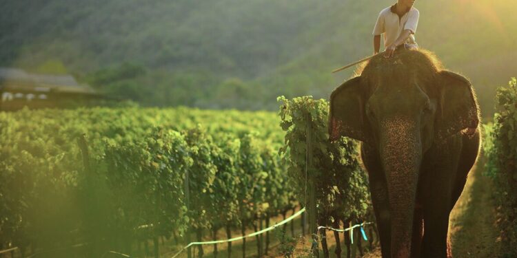 5 curiosidades de viñedos únicos alrededor del mundo