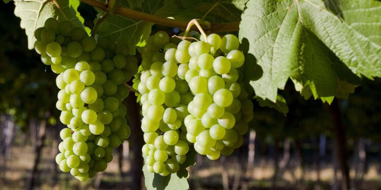 Orgullo argentino: un Chenin Blanc local brilla en Londres y se lleva el oro