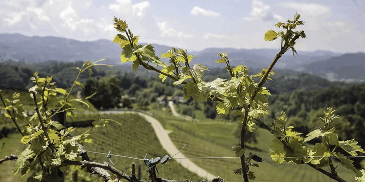 Austria, el país europeo que lidera el movimiento del vino natural