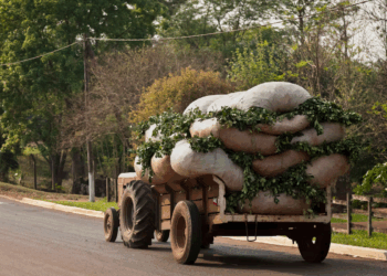 El cambio climático convierte a Uruguay en productor de mate