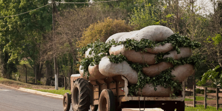 El cambio climático convierte a Uruguay en productor de mate