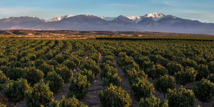 Selección de Bodega 2021: el vino ícono de Doña Paula alcanza su máxima expresión