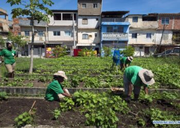 Ciudades que vuelven a brotar: cómo la agricultura urbana —y los viñedos urbanos— redefinen el futuro del verde