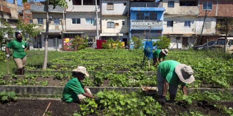 Ciudades que vuelven a brotar: cómo la agricultura urbana —y los viñedos urbanos— redefinen el futuro del verde