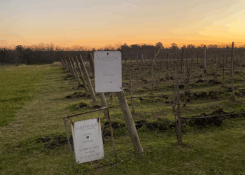 El auge de las mini parcelas: la nueva forma de disfrutar del mundo del vino y sentirse un productor