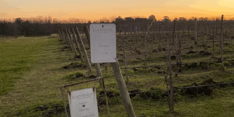 El auge de las mini parcelas: la nueva forma de disfrutar del mundo del vino y sentirse un productor