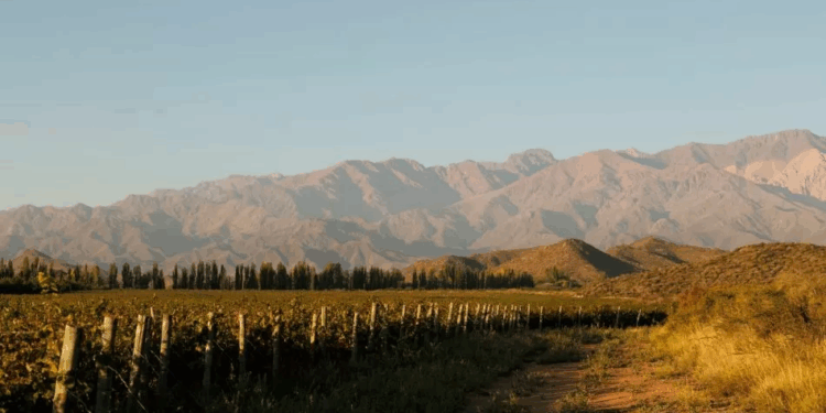 Nieto Senetiner lanza su primer espumante sin alcohol y apuesta por la innovación