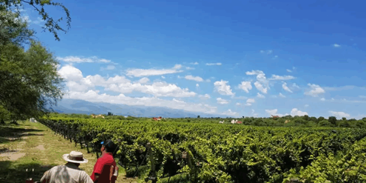 Córdoba será sede de las V Jornadas Nacionales de Turismo del Vino