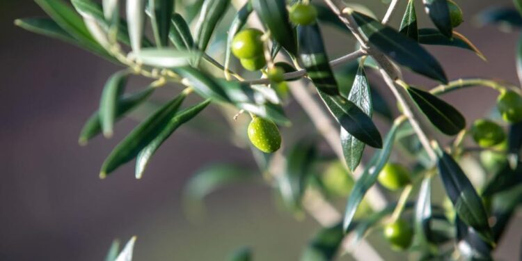 Argentina consolida su avance olivícola y suma a Buenos Aires como nuevo polo de calidad