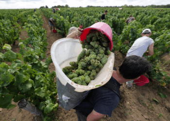Se prevé que la producción de vino de Francia en 2025 alcance mínimos históricos por segundo año consecutivo