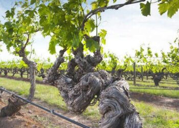 Cuando el barrio se lleva la viña