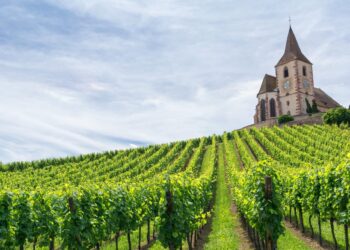 Francia destina 150 millones de dólares para arrancar viñedos y frenar la sobreproducción