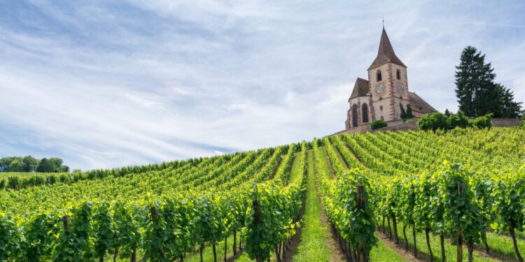 Francia destina 150 millones de dólares para arrancar viñedos y frenar la sobreproducción