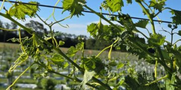 ¿Un plan anti-turismo en Córdoba?