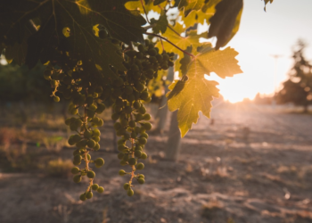 La Pampa: un viaje entre historia y vitivinicultura