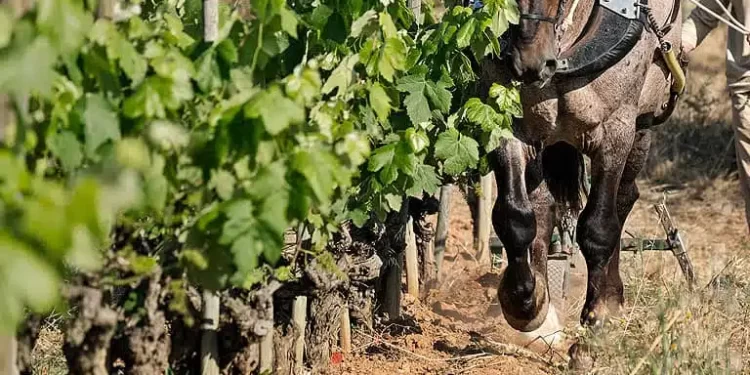 El vino, la última bebida no industrializada