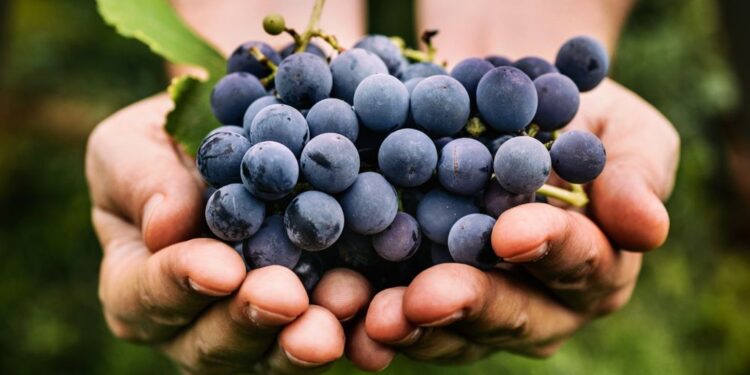 Banco Macro impulsa a bodegas y viñedos con soluciones financieras pensadas para la vitivinicultura