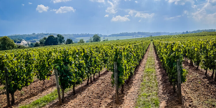 El mito de la amplitud térmica y los vinos que lo desafían