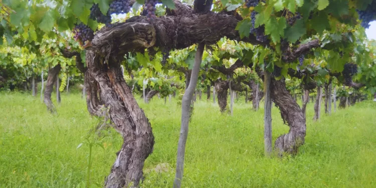 Cepas históricas, nuevos vinos: el INTA evalúa el potencial de uvas criollas