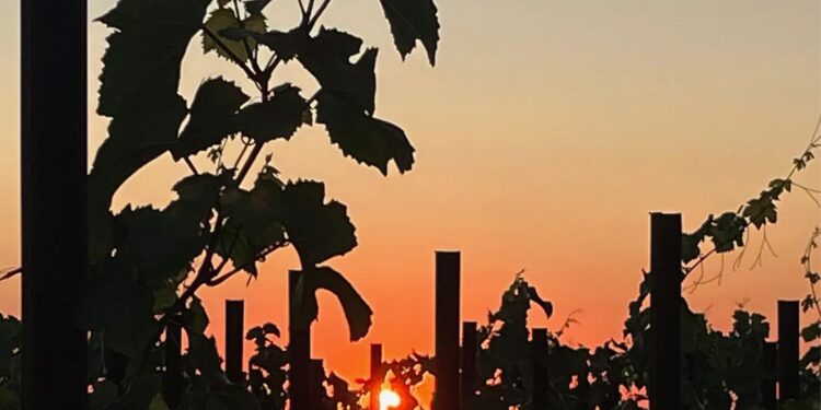 El vino necesita un nuevo contrato social