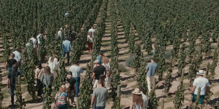 Qué es y por qué se celebra la vendimia de El Bayeh