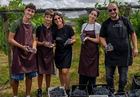 Más de 100 socios cosecharon las uvas de sus propios vinos en Bodega Gamboa