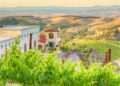 Cuando el vino multiplica fortunas: el caso Daou