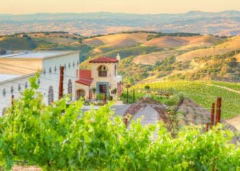 Cuando el vino multiplica fortunas: el caso Daou