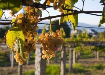 Uruguay vive un gran momento con el Albariño: el blanco que sorprendió a los argentinos este verano