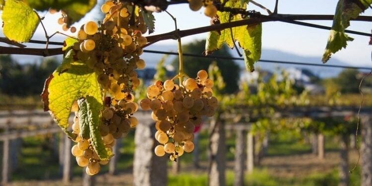 Uruguay vive un gran momento con el Albariño: el blanco que sorprendió a los argentinos este verano