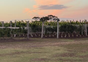 Buenos Aires consolida su revolución oceánica