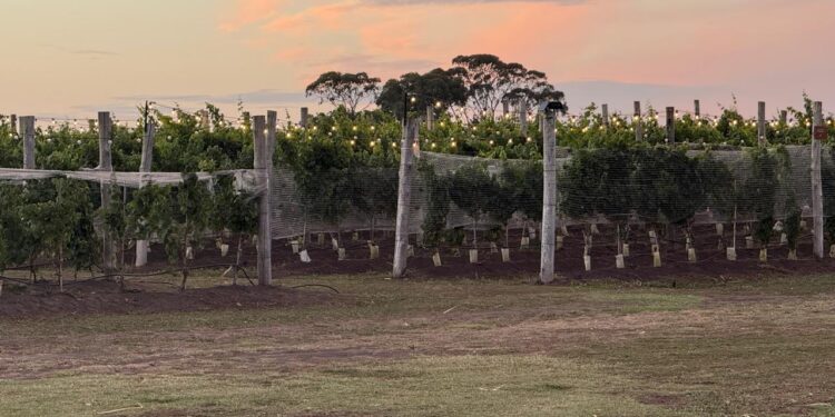 Buenos Aires consolida su revolución oceánica