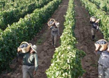 Los deslomados del vino