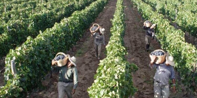 Los deslomados del vino