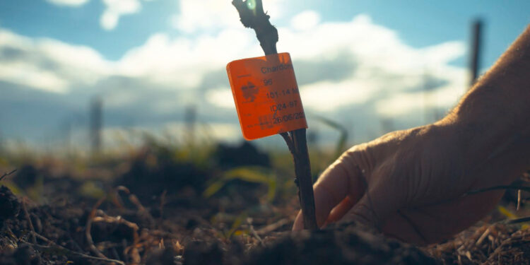Cuando un gigante empieza a mirar al mar: el desembarco de Bodegas López en Chapadmalal