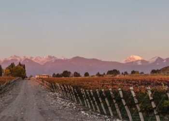 Radiografía del Malbec: entre el éxito global y los nuevos desafíos del mercado
