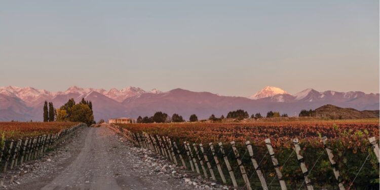 Radiografía del Malbec: entre el éxito global y los nuevos desafíos del mercado
