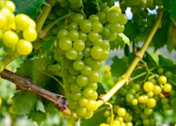 Una selección de etiquetas para celebrar el Día Mundial del Sauvignon Blanc   