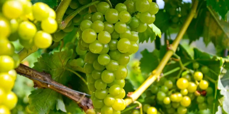 Una selección de etiquetas para celebrar el Día Mundial del Sauvignon Blanc   