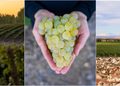 Día Internacional del Chardonnay: dos extremos del mundo, una misma filosofía