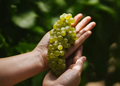 Seis Chardonnay por menos de $10.000: dónde está hoy el mejor valor en blancos argentinos