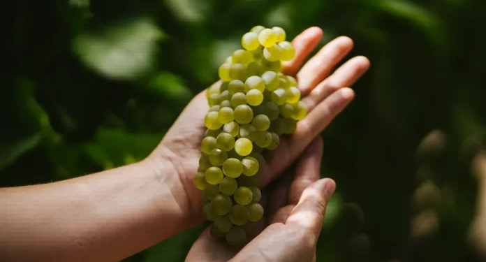 Seis Chardonnay por menos de $10.000: dónde está hoy el mejor valor en blancos argentinos