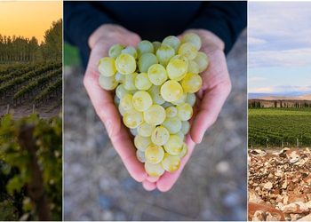 Día Internacional del Chardonnay: dos extremos del mundo, una misma filosofía