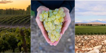 Día Internacional del Chardonnay: dos extremos del mundo, una misma filosofía