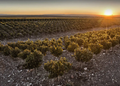 El nuevo mapa del Malbec: Doña Paula lanza el primer DOC distrital de Ugarteche