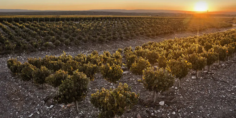 El nuevo mapa del Malbec: Doña Paula lanza el primer DOC distrital de Ugarteche